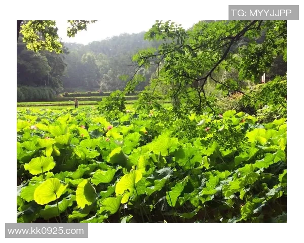 深度对话:刘敏如何在DOTA2世界中追寻梦想与成长